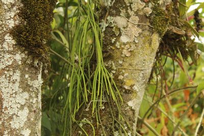 Rhipsalis baccifera, photographed by Andrés Ramírez-Barrera