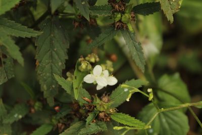 Tripogandra serrulata, photographed by Andrés Ramírez-Barrera