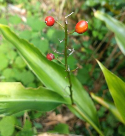 Alpinia oblongifolia, photographed by portioid