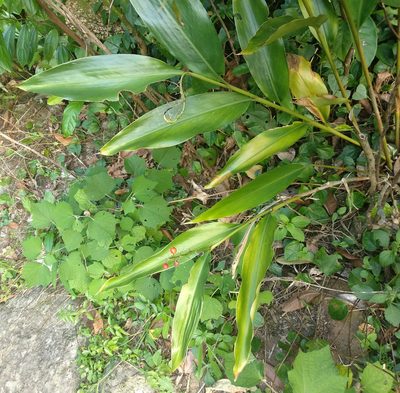 Alpinia oblongifolia, photographed by portioid