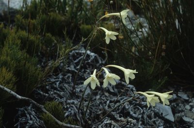 Cyrtanthus leucanthus, photographed by Tom Lloyd Evans