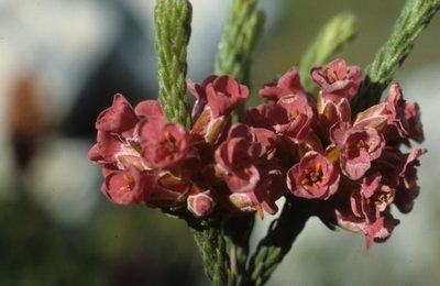 Audouinia capitata, photographed by Tom Lloyd Evans