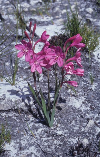 Watsonia rogersii, photographed by Tom Lloyd Evans