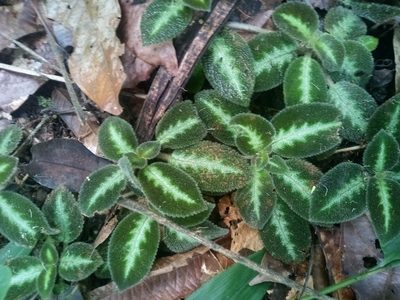 Episcia lilacina, photographed by Leo Arias