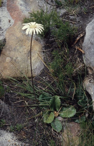 Gerbera wrightii, photographed by Tom Lloyd Evans