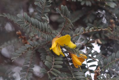 Sophora denudata, photographed by Benoit NABHOLZ
