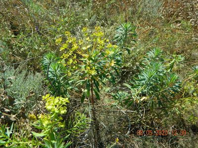 Euphorbia stepposa, photographed by Galyna Mykytynets