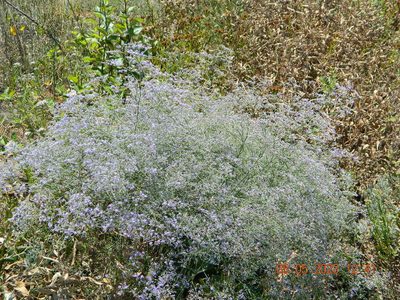 Limonium coriarium, photographed by Galyna Mykytynets