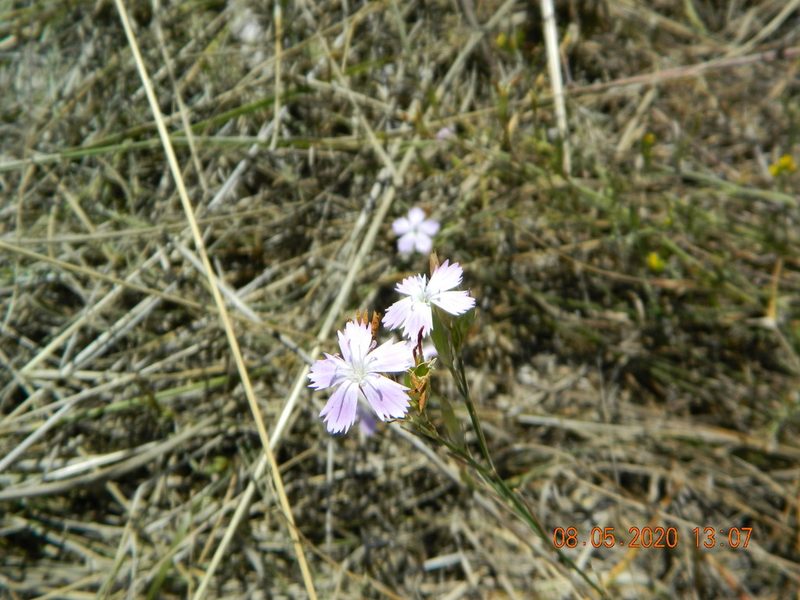 Dianthus pallidiflorus, photographed by Galyna Mykytynets