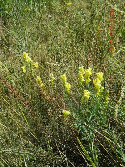 Linaria biebersteinii, photographed by Galyna Mykytynets
