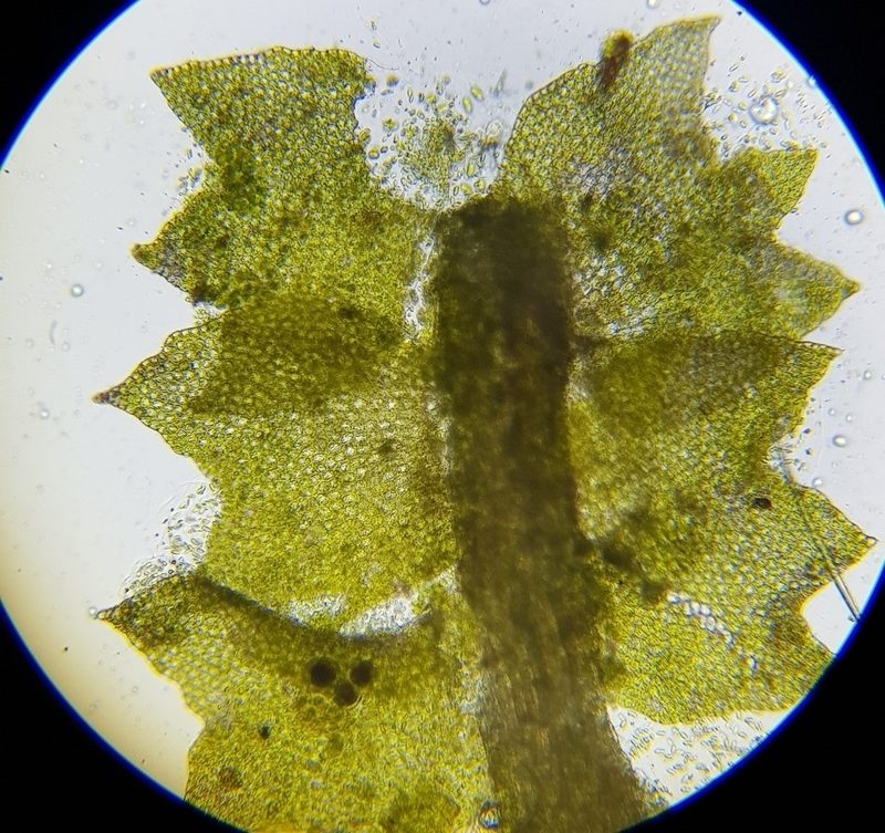 Orthocaulis atlanticus, photographed by Helen Waterman