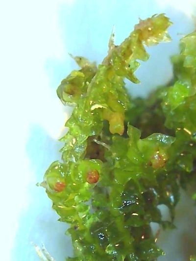 Orthocaulis atlanticus, photographed by Helen Waterman