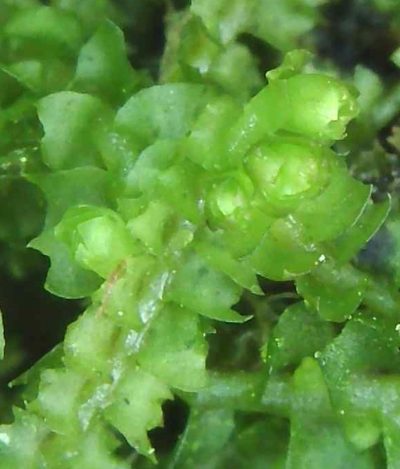 Orthocaulis atlanticus, photographed by Helen Waterman