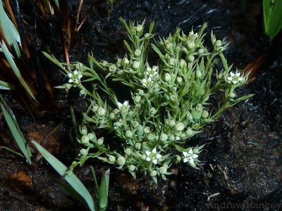 Thesium costatum, photographed by Andrew Hankey