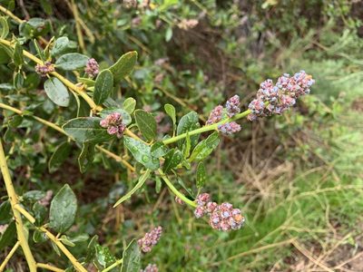 Ceanothus spinosus, photographed by gnyquist