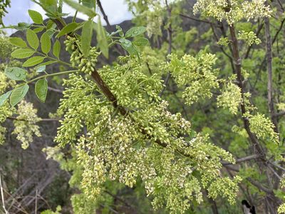 Fraxinus dipetala, photographed by gnyquist