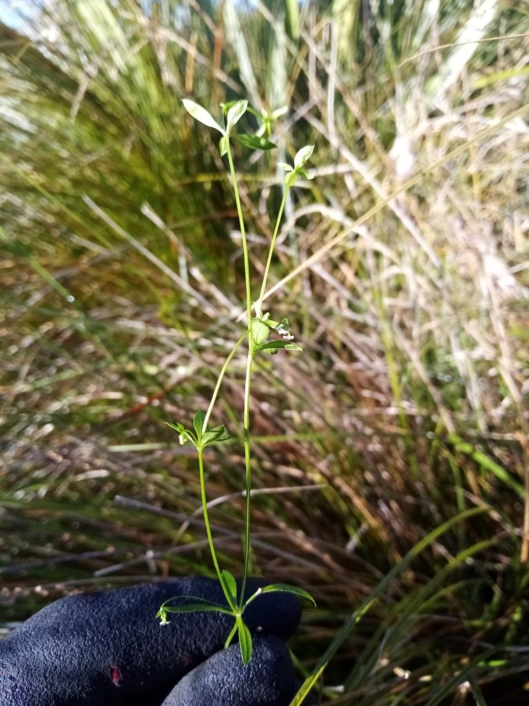 Galium trilobum, photographed by Joe Potter Butler