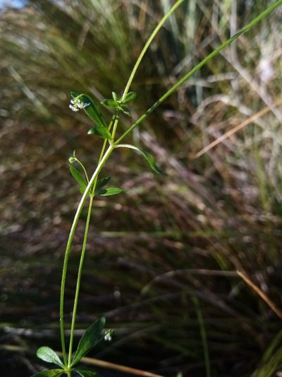 Galium trilobum, photographed by Joe Potter Butler