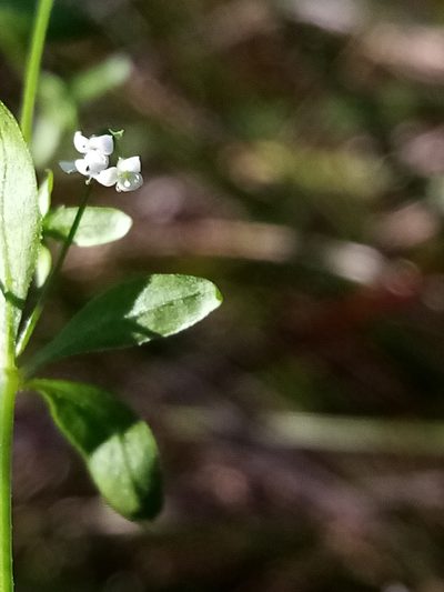 Galium trilobum, photographed by Joe Potter Butler