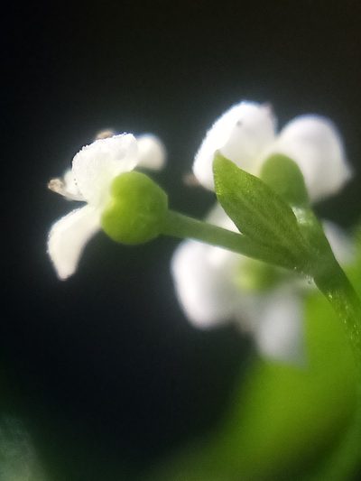 Galium trilobum, photographed by Joe Potter Butler