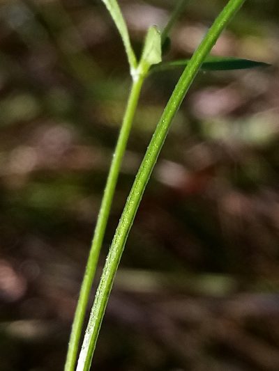 Galium trilobum, photographed by Joe Potter Butler