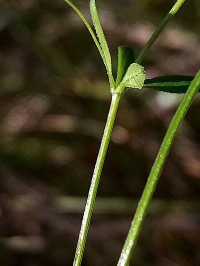 Galium trilobum, photographed by Joe Potter Butler