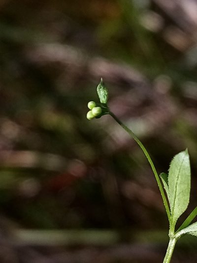 Galium trilobum, photographed by Joe Potter Butler