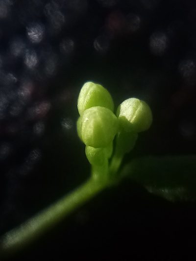 Galium trilobum, photographed by Joe Potter Butler