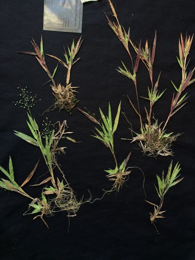 Dichanthelium lindheimeri, photographed by Étienne Lacroix-Carignan