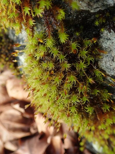 Ptychomitrium gardneri, photographed by Randal