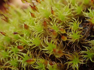Ptychomitrium gardneri, photographed by Randal
