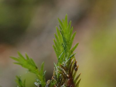 Fissidens grandifrons, photographed by Randal