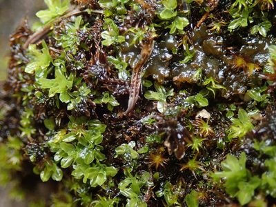 Encalypta procera, photographed by Randal
