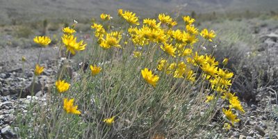 Acamptopappus shockleyi, photographed by Zac Peterson