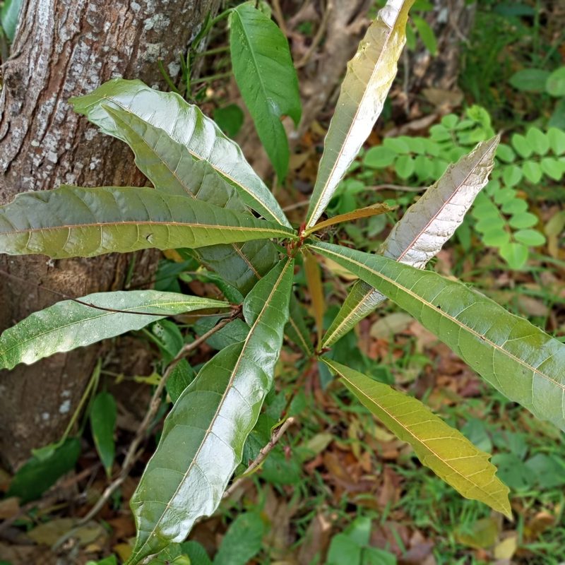 Ficus pseudopalma, photographed by Beah Vega