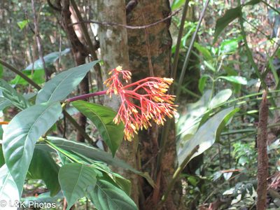 Palicourea croceoides, photographed by lallen