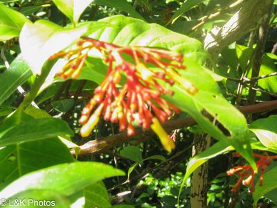 Palicourea croceoides, photographed by lallen