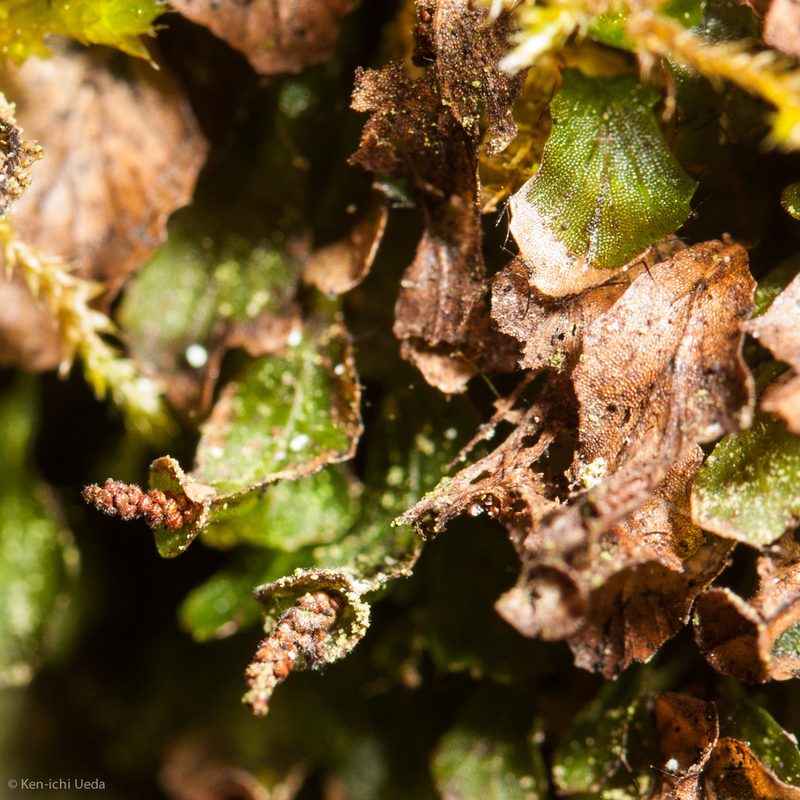 Didymoglossum petersii, photographed by Ken-ichi Ueda