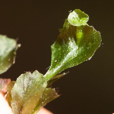 Didymoglossum petersii, photographed by Ken-ichi Ueda