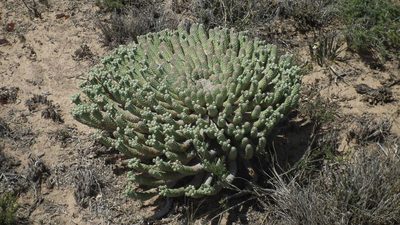 Euphorbia esculenta, photographed by Shaun Swanepoel