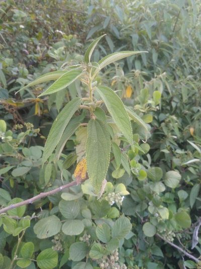 Debregeasia longifolia, photographed by Navaneeth Sini George