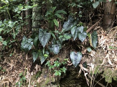 Asarum hypogynum, photographed by Cheng-Tao Lin