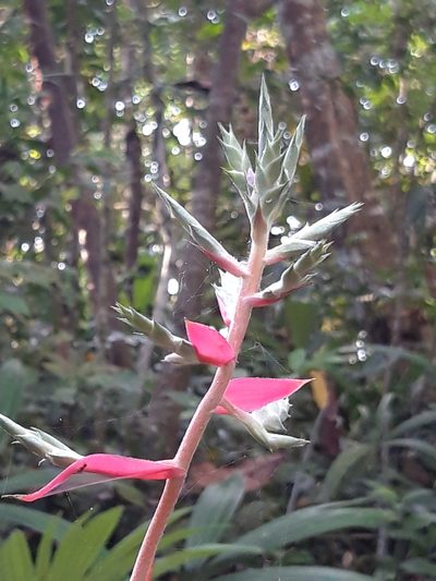 Aechmea pubescens, photographed by keesgroenendijk