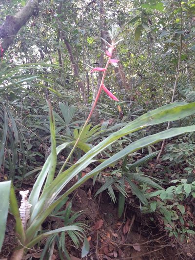 Aechmea pubescens, photographed by keesgroenendijk
