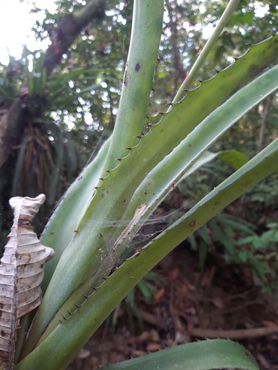 Aechmea pubescens, photographed by keesgroenendijk