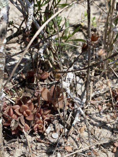 Lenophyllum texanum, photographed by Matt Berger