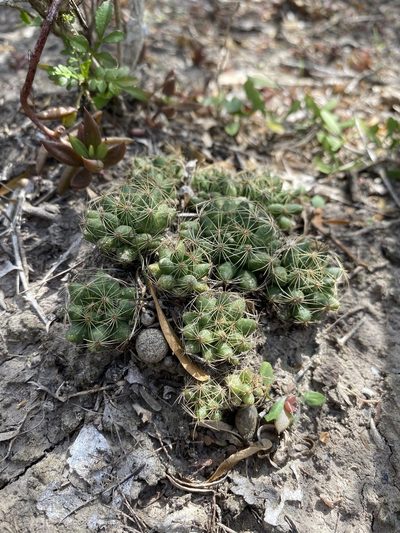 Mammillaria sphaerica, photographed by Matt Berger