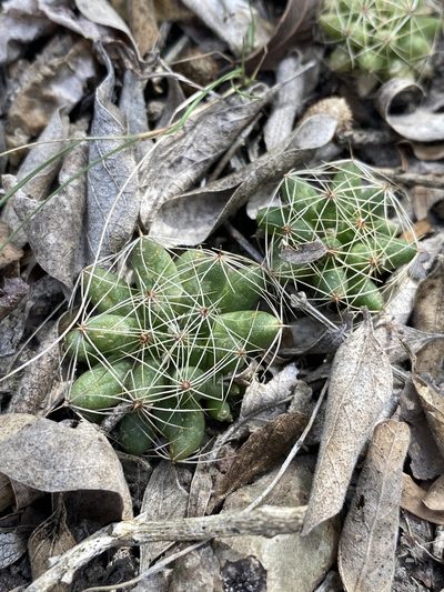 Mammillaria sphaerica, photographed by Matt Berger