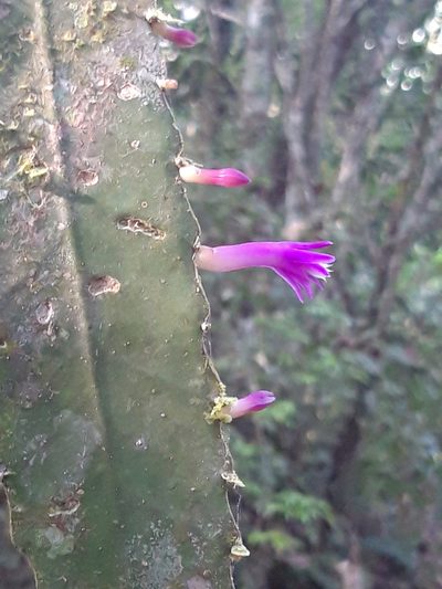 Pseudorhipsalis amazonica, photographed by keesgroenendijk