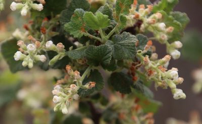 Ribes indecorum, photographed by Millie Basden